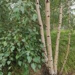 Betula pendulaList