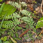 Vicia pannonica 葉