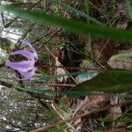 Erythronium hendersonii 花