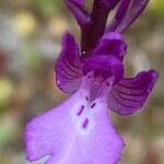 Orchis anatolica Flor