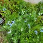 Nigella damascena Хабит