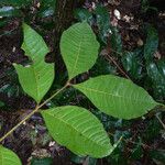 Talisia sylvatica Hoja