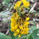 Crotalaria mitchellii