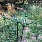 Cyperus alternifolius Листок