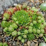 Sempervivum globiferum Hábito