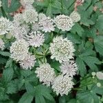 Astrantia major 花