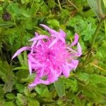 Centaurea nervosaŽiedas