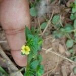 Mecardonia procumbens Flor