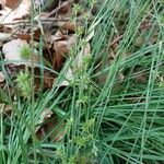 Carex echinata Frunză