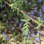 Phacelia distans Lehti