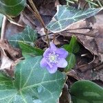 Anemone hepatica Blomma