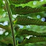 Asplenium harpeodes Fruto