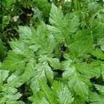 Chaerophyllum hirsutum 整株植物