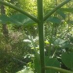 Paulownia tomentosaKabuk