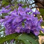 Jacaranda mimosifolia Цвят