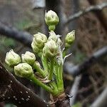 Pyrus calleryana Květ