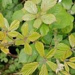 Rubus discolor برگ