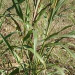 Sorghum halepense Blatt