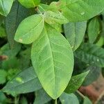 Lysimachia clethroides Hoja