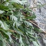 Achillea clavennae Blad