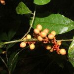 Sorocea affinis Fruit