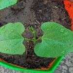 Lablab prostrata Hoja