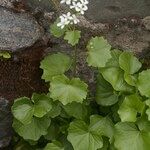 Cardamine asarifolia Libunga