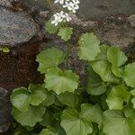 Cardamine asarifolia 整株植物