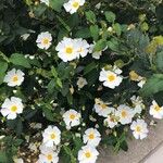Cistus salviifolius Flors