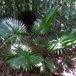 Livistona chinensis Hábitos