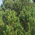 Cupressus cashmeriana Συνήθη χαρακτηριστικά