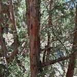 Juniperus deppeana Leaf