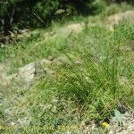 Carex austroalpina Habit