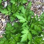 Artemisia princeps List