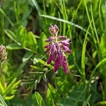 Hedysarum hedysaroides Flors