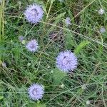 Jasione montana Habit