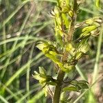 Neottia ovata Flor