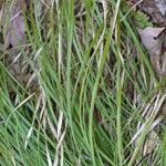 Carex picta Habit