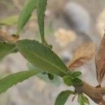 Pluchea dioscoridis Blatt