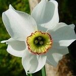 Narcissus poeticus Fleur