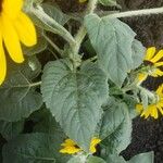 Helianthus petiolaris Leaf