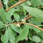 Exochorda × macrantha Leaf