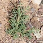 Astragalus armatus Habitat