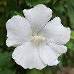 Hibiscus syriacusFlower