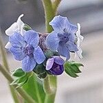 Cynoglossum amabile Кветка