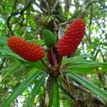 Freycinetia schlechteri ᱡᱚ