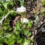 Cardamine bellidifolia عادت