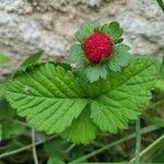 Potentilla indica Fruto