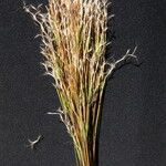 Schizachyrium microstachyum Habitus