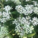 Eupatorium perfoliatum Flower